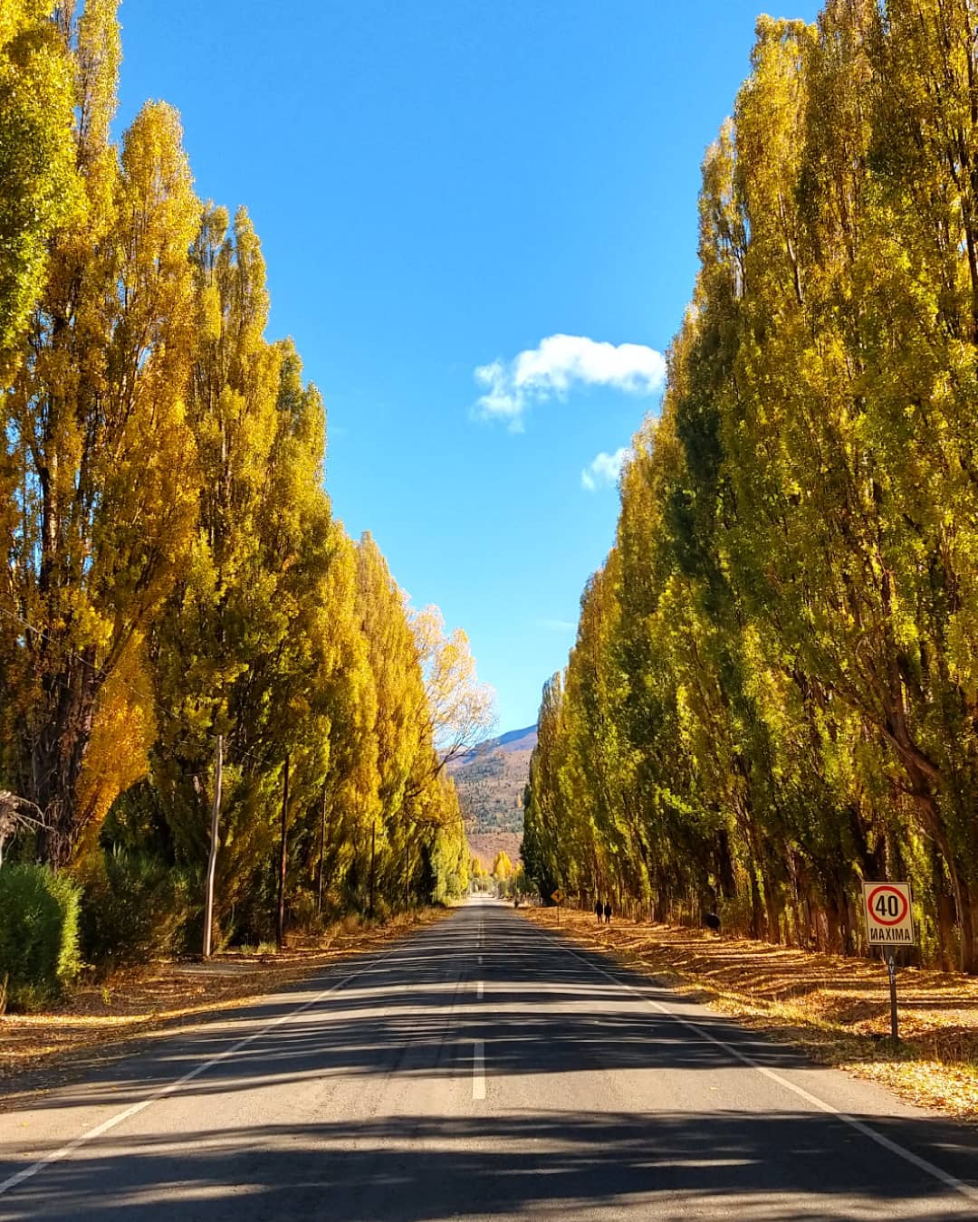 El Maitén en otoño — Aldea Escolar Buenos Aires Chico